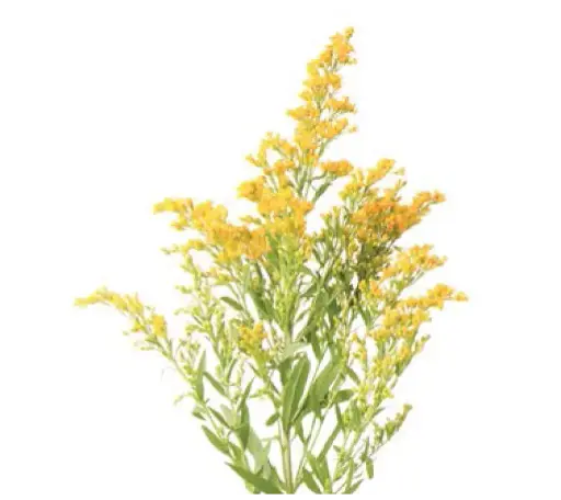 Solidaster Golden Glory (60) - 10 Stems
