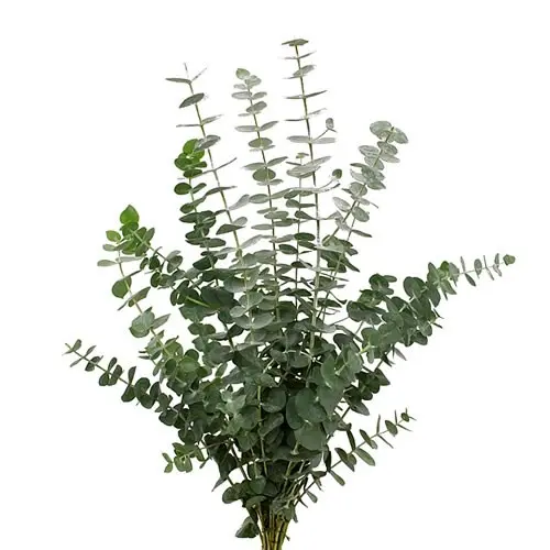 Eucalyptus Spray - 10 Stems (50)