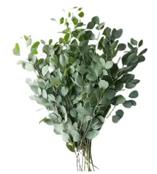 Eucalyptus - Silver Dollar (50) EC