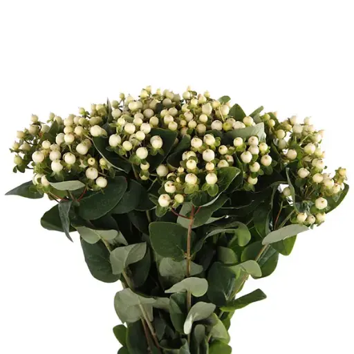 Hypericum - White (60) 10 Stems