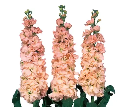 Matthiola-Apricot (50)